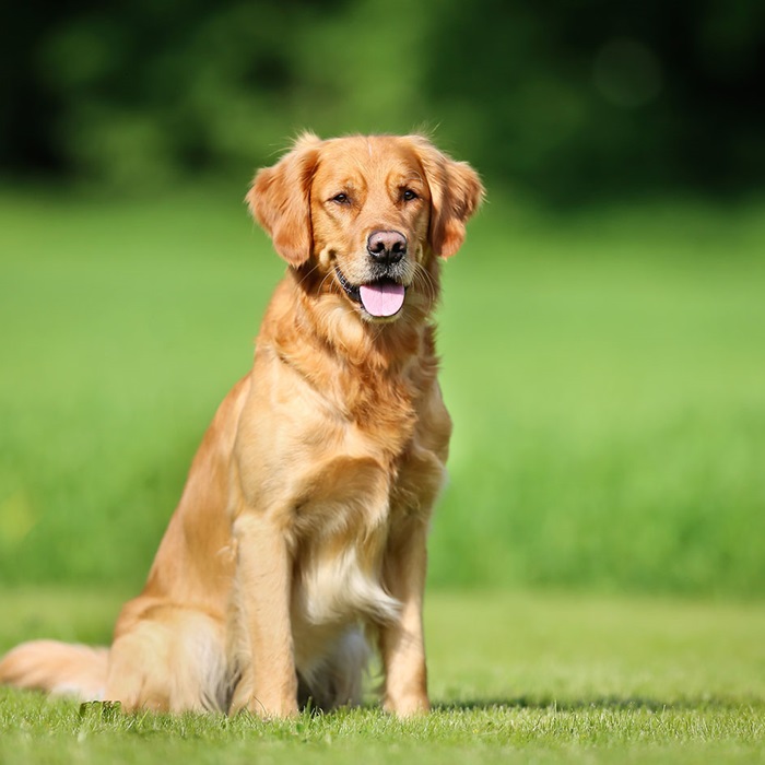 Golden Retriever sitting in field